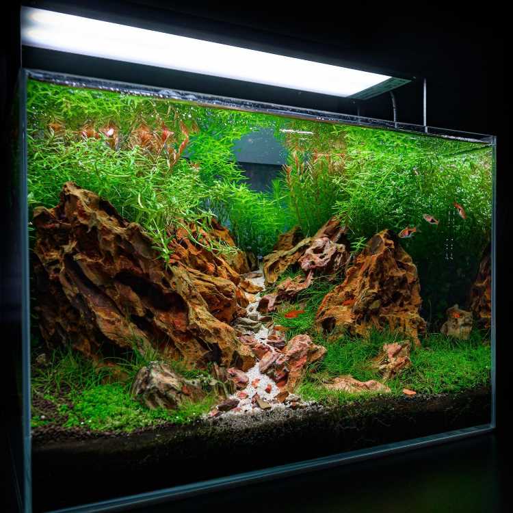 Hardscape Criativo: Transforme Seu Aquário com Troncos e Rochas