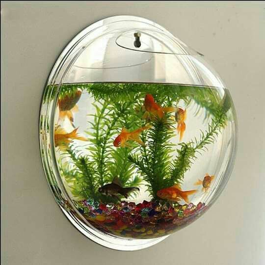 Os 5 Estilos de Aquapaisagismo Mais Populares para Iniciantes