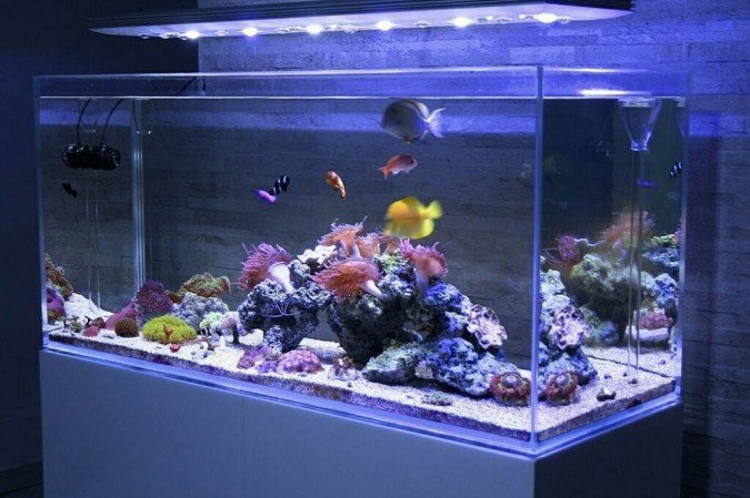 Segurança em Primeiro Lugar: Materiais Atóxicos Essenciais na Decoração de Aquários