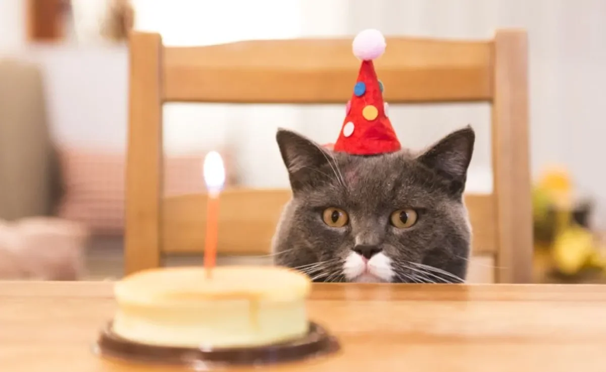 decoração mesa bolo gatinho detalhes essenciais