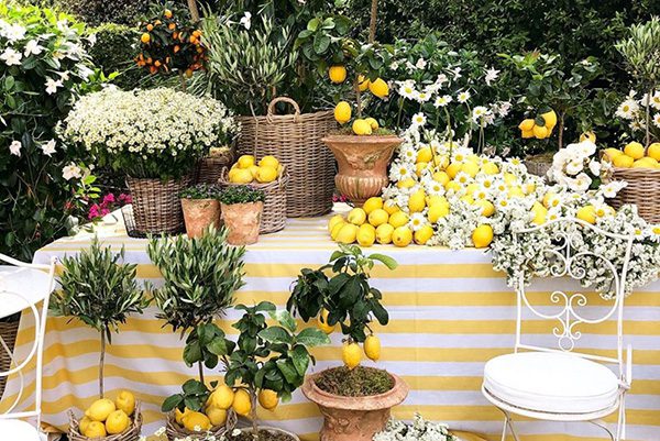 decoração de frutas