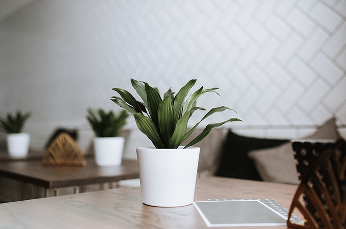 decoração de restaurante com plantas