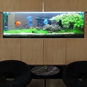 erros comuns ao decorar aquário de peixe beta