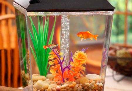 como escolher plantas artificiais para aquário de ciclídeos