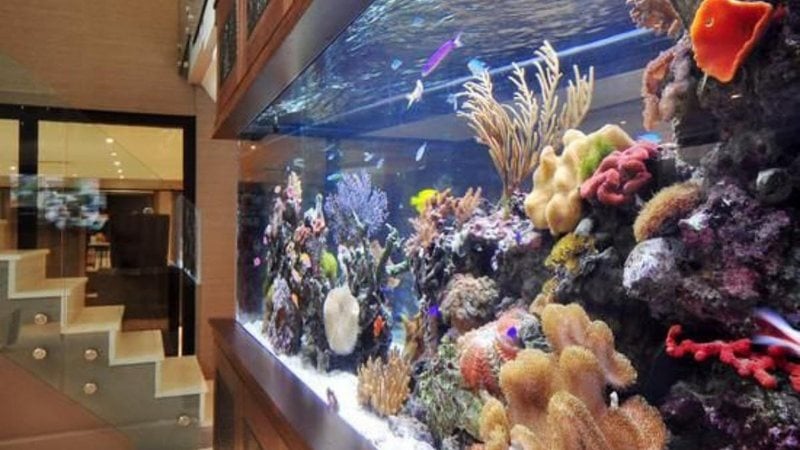 erros comuns ao decorar aquário de peixe beta