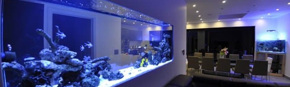 decoração aquário comunitário vs aquário plantado