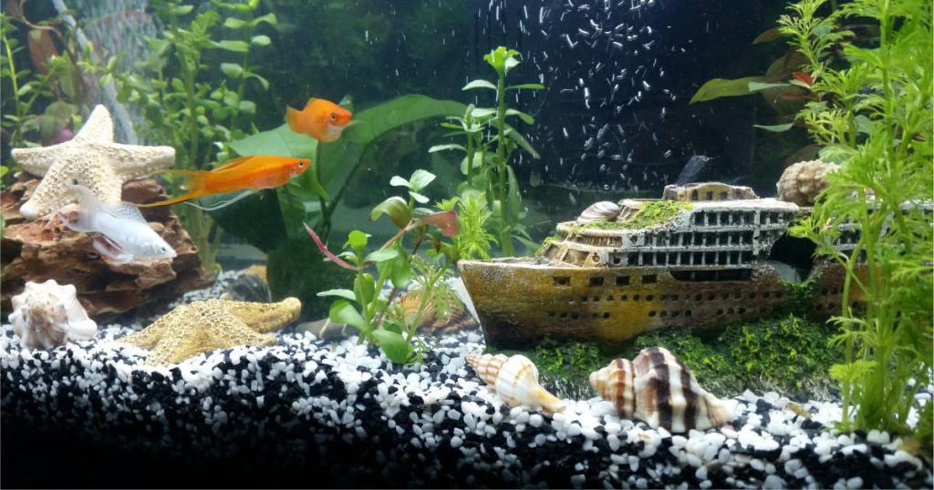 como escolher plantas artificiais para aquário de ciclídeos