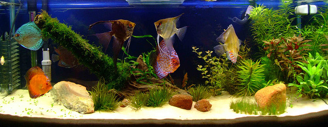 ideias de decoração para aquário pequeno