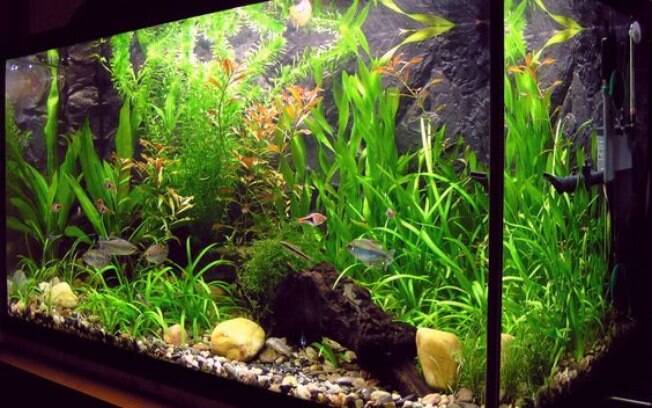 decoração aquário comunitário vs aquário plantado