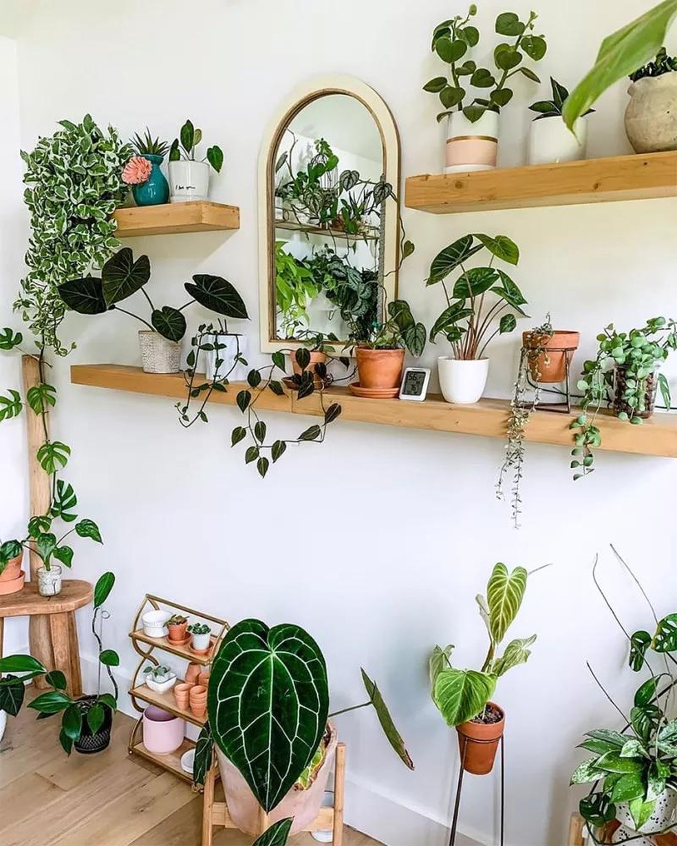 como usar plantas pendentes em prateleiras altas