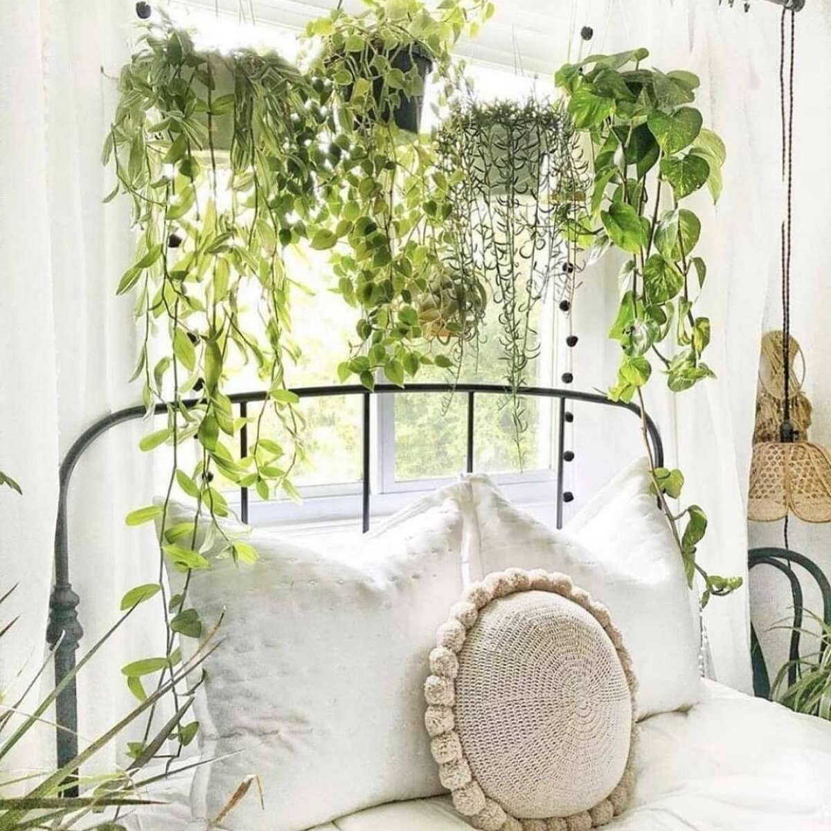 erros comuns cuidar plantas quarto