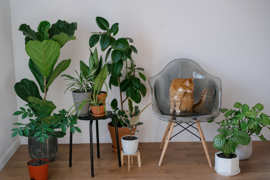 custo para montar decoração urban jungle