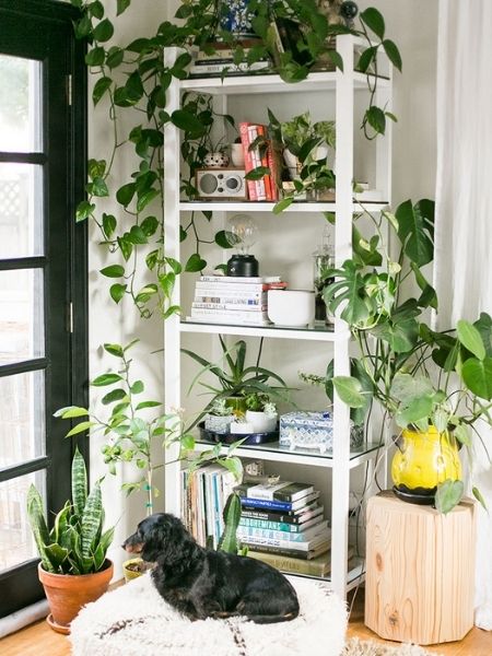 decoração urban jungle