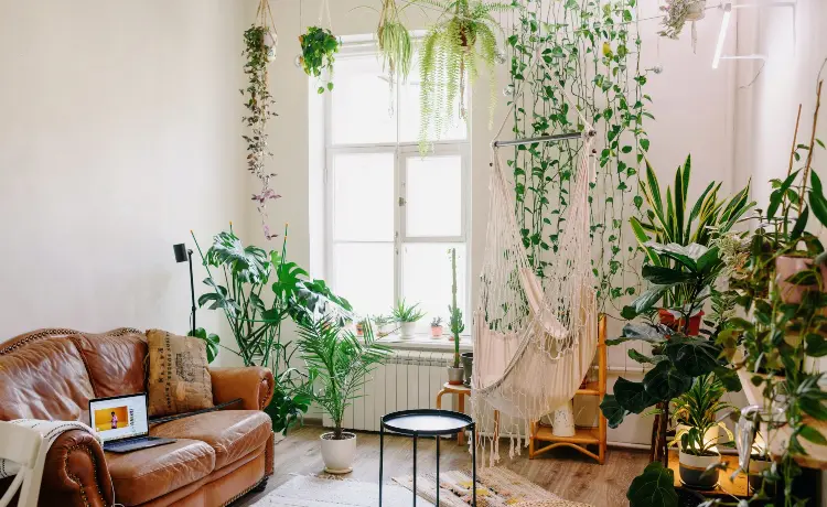 urban jungle vs estilo boho na decoração