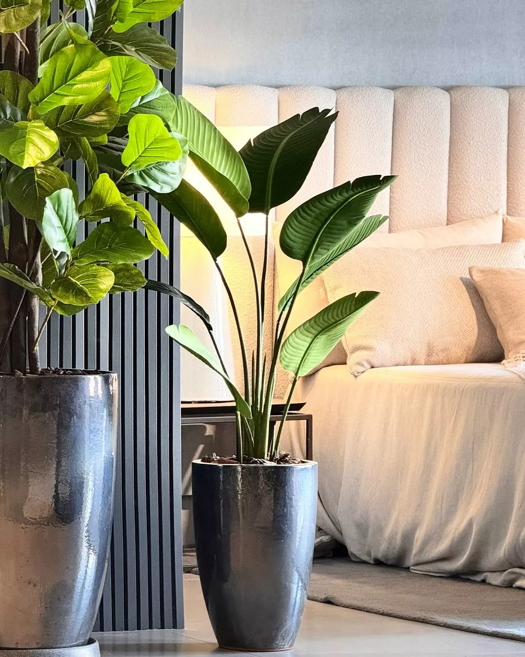 Como Cuidar de Plantas em Ambientes Internos: Dicas Essenciais