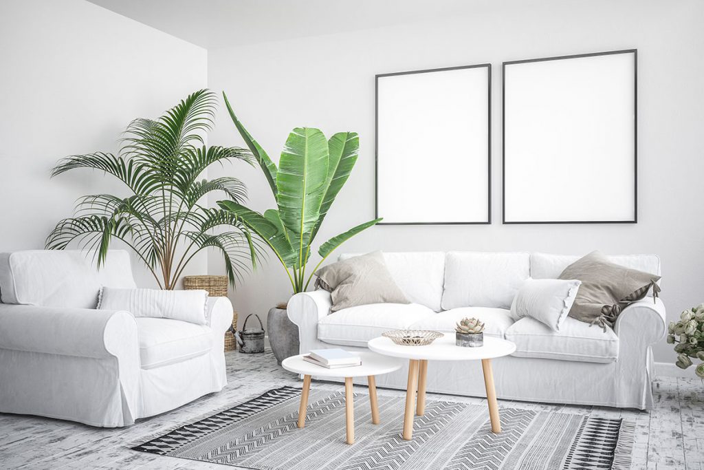 Como Cuidar de Plantas em Ambientes Internos: Dicas Essenciais