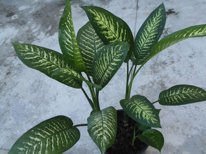 Dieffenbachia Compacta