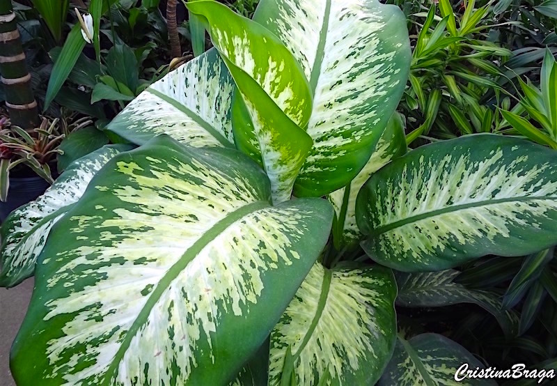 Dieffenbachia Velvet
