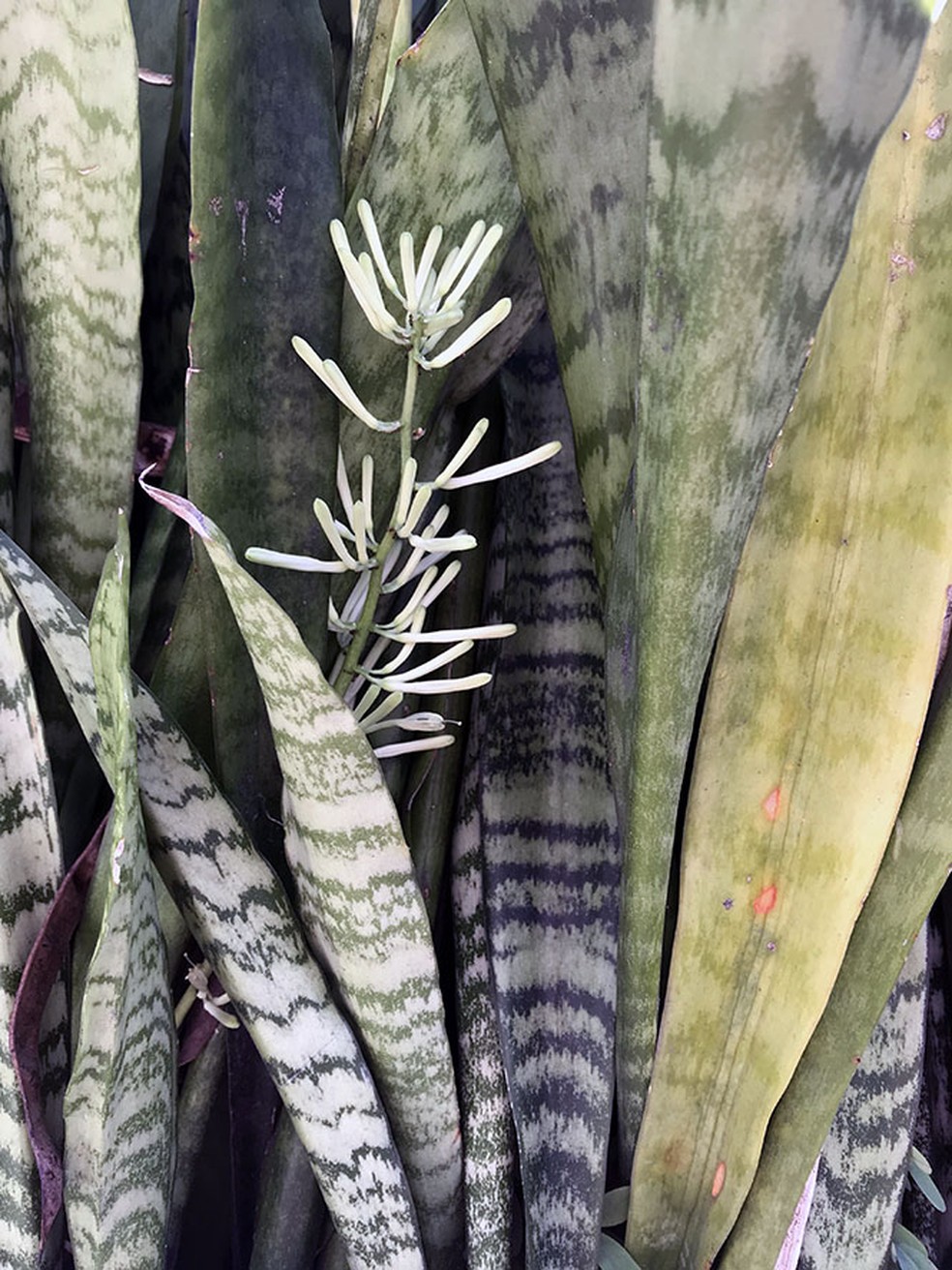espada de são jorge branca toxica