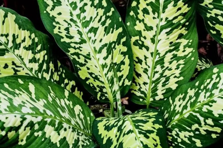 Variedades de Dieffenbachia