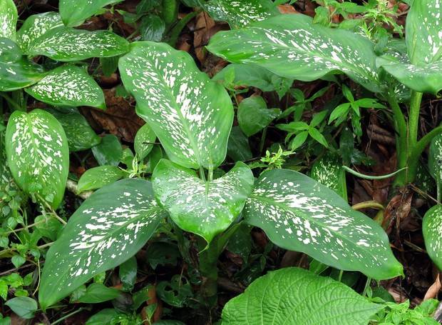 Cultivares de Comigo-Ninguém-Pode
