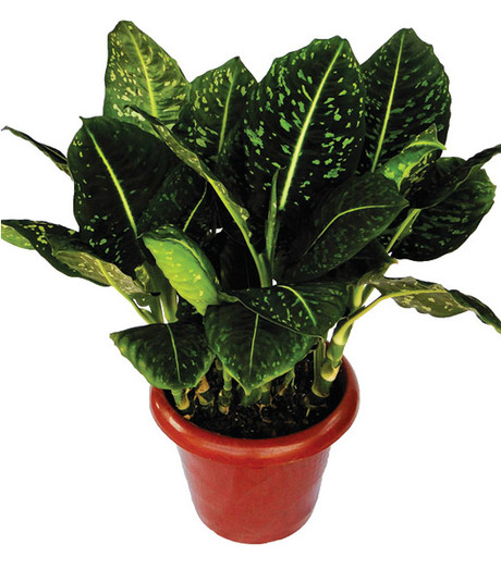 Diferenças entre espécies de Dieffenbachia