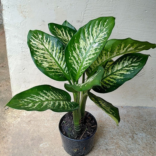 Comigo-Ninguém-Pode com manchas