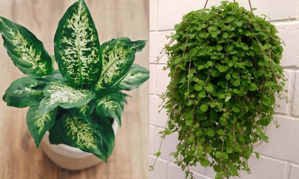 Comigo-Ninguém-Pode para interiores