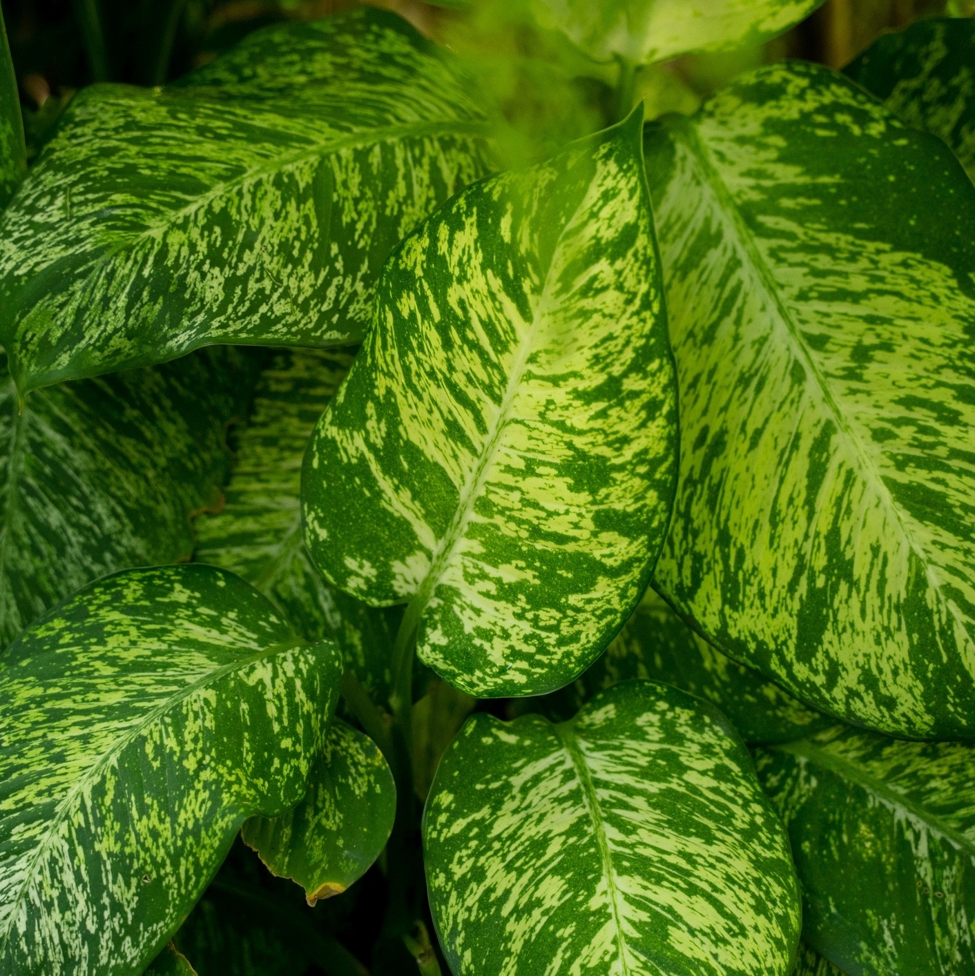 Tipos de Comigo-Ninguém-Pode