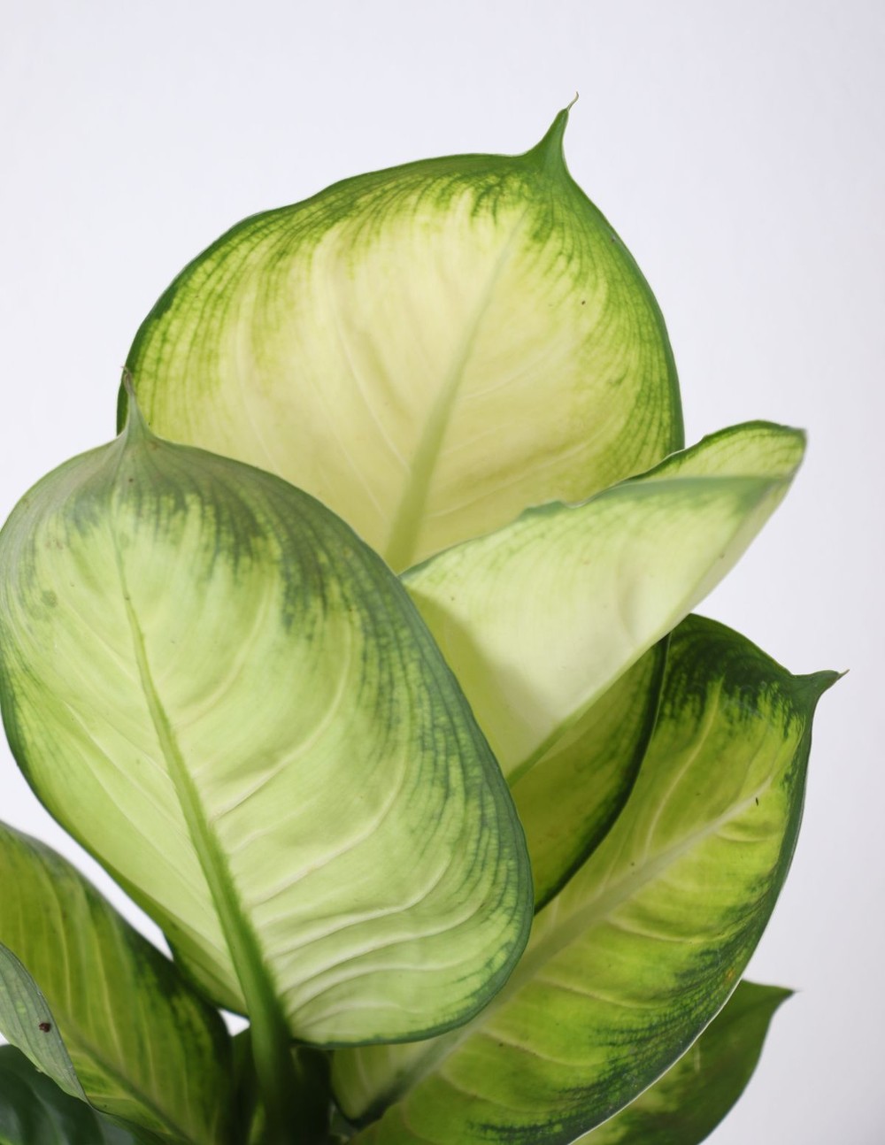 Variedades de Dieffenbachia