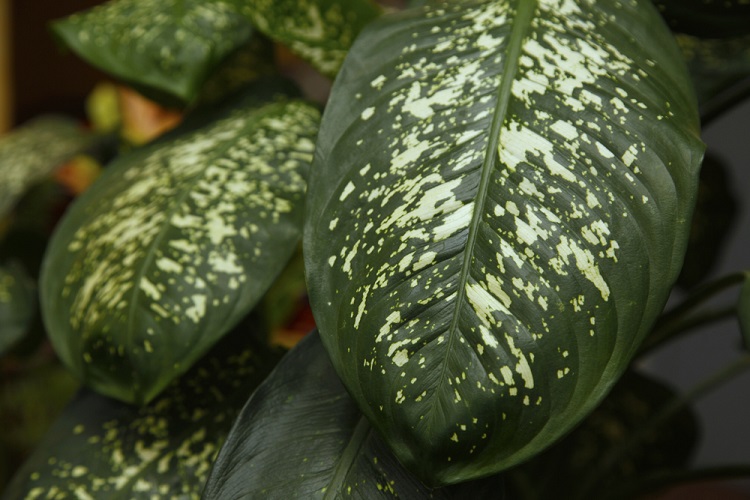 Cultivares de Comigo-Ninguém-Pode