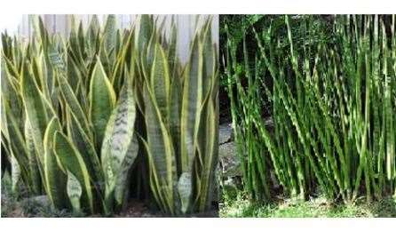 Diferenças entre espécies de Dieffenbachia