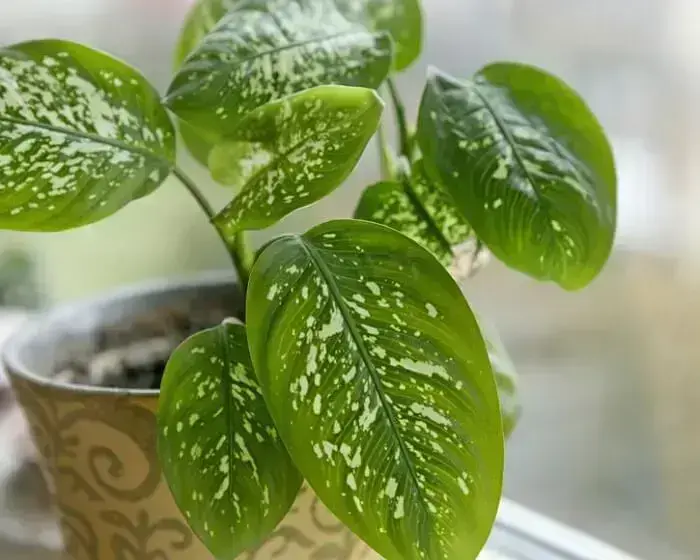 Cultivares de Comigo-Ninguém-Pode