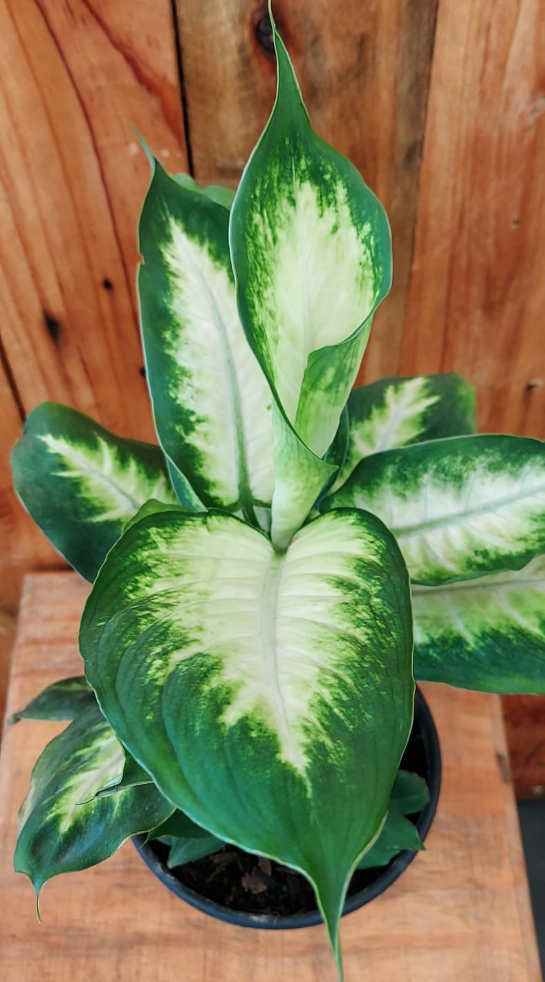 Comigo-Ninguém-Pode com manchas