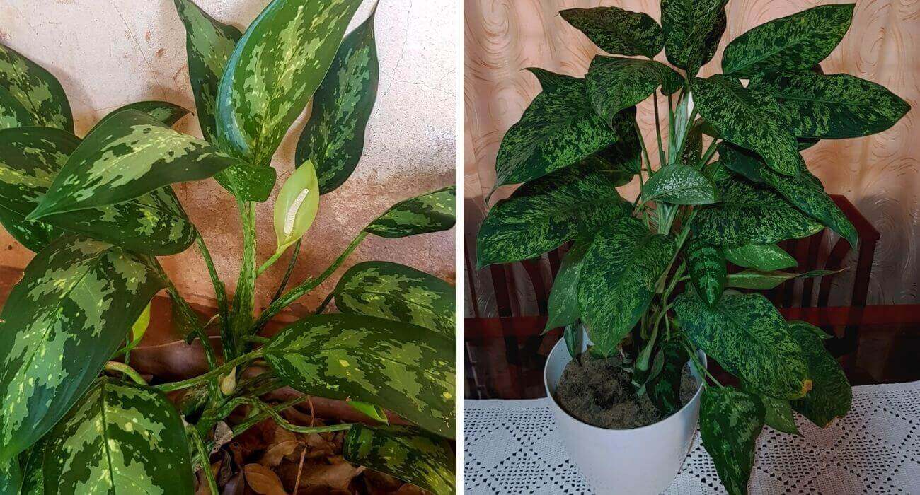 Diferenças entre espécies de Dieffenbachia