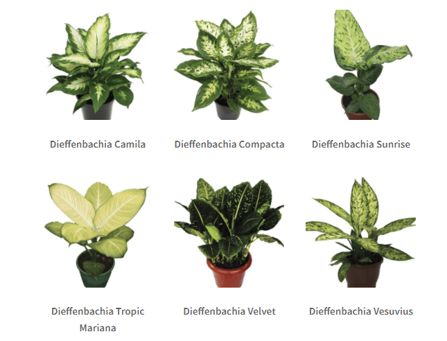 Comigo-Ninguém-Pode com manchas