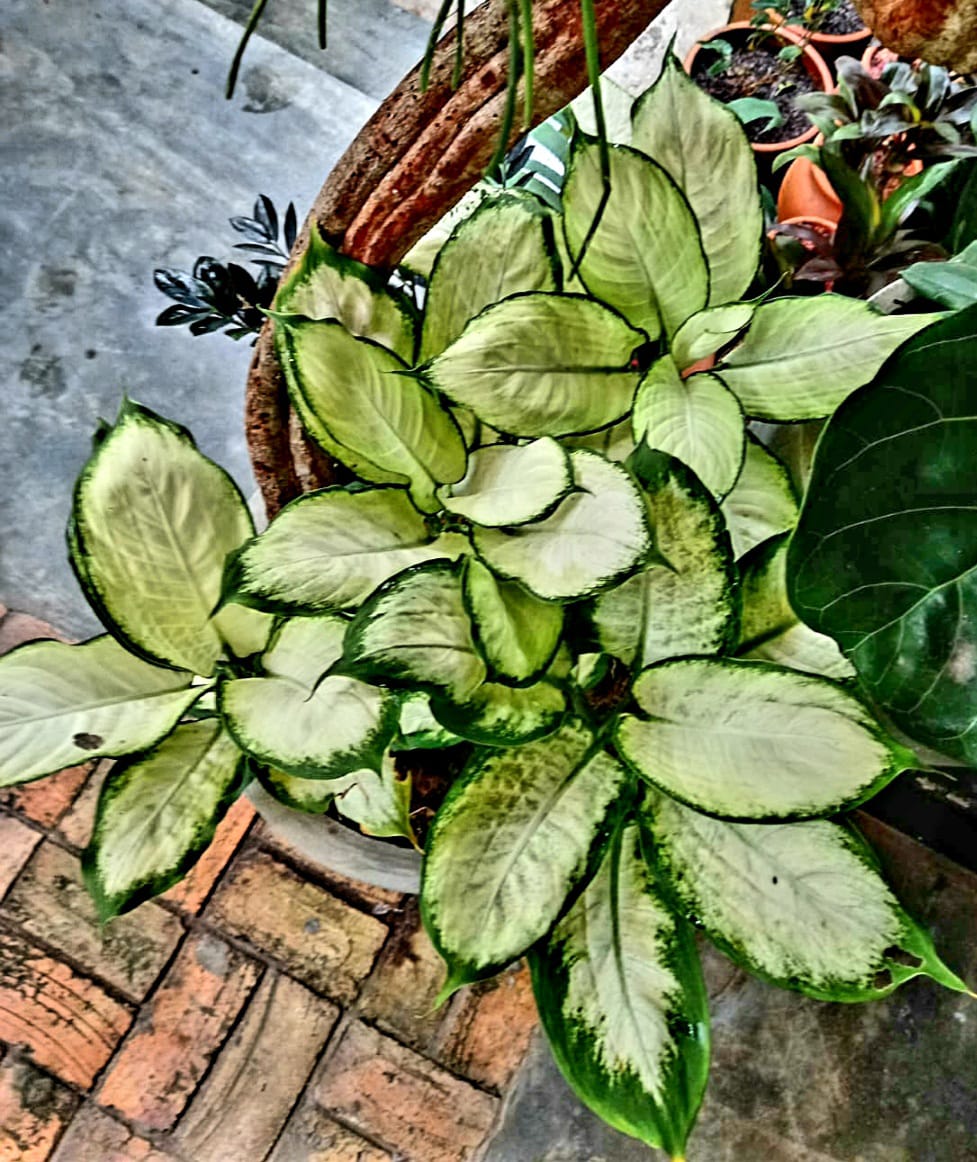 Comigo-Ninguém-Pode para interiores