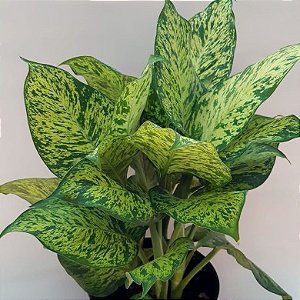 Comigo-Ninguém-Pode de fácil cultivo