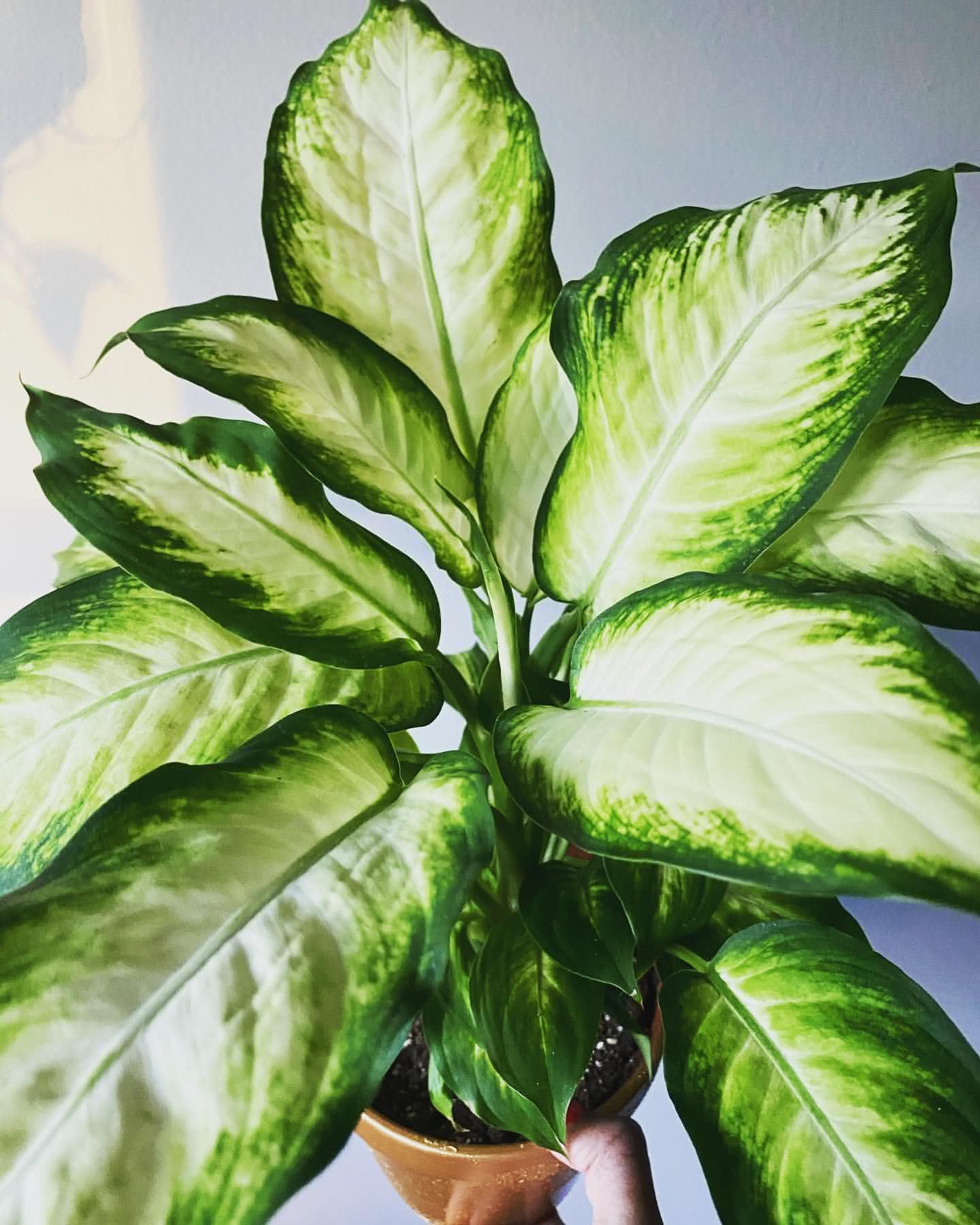 Tipos de Comigo-Ninguém-Pode