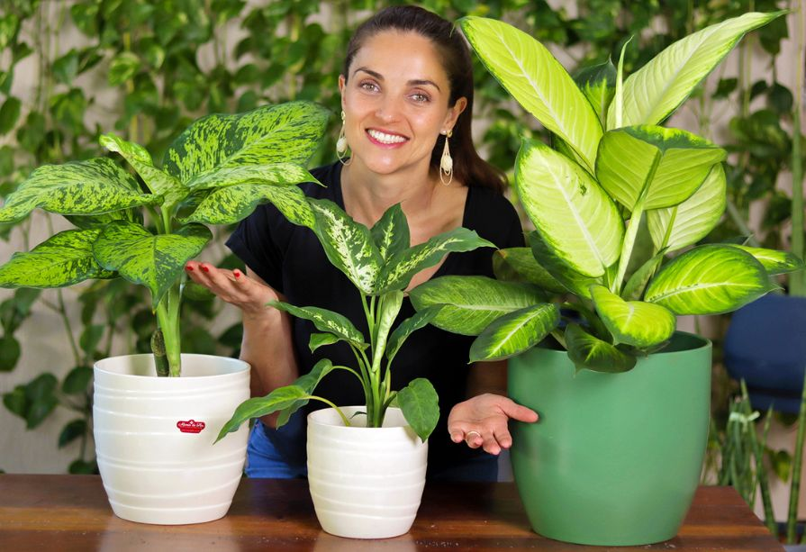 Variedades de Dieffenbachia