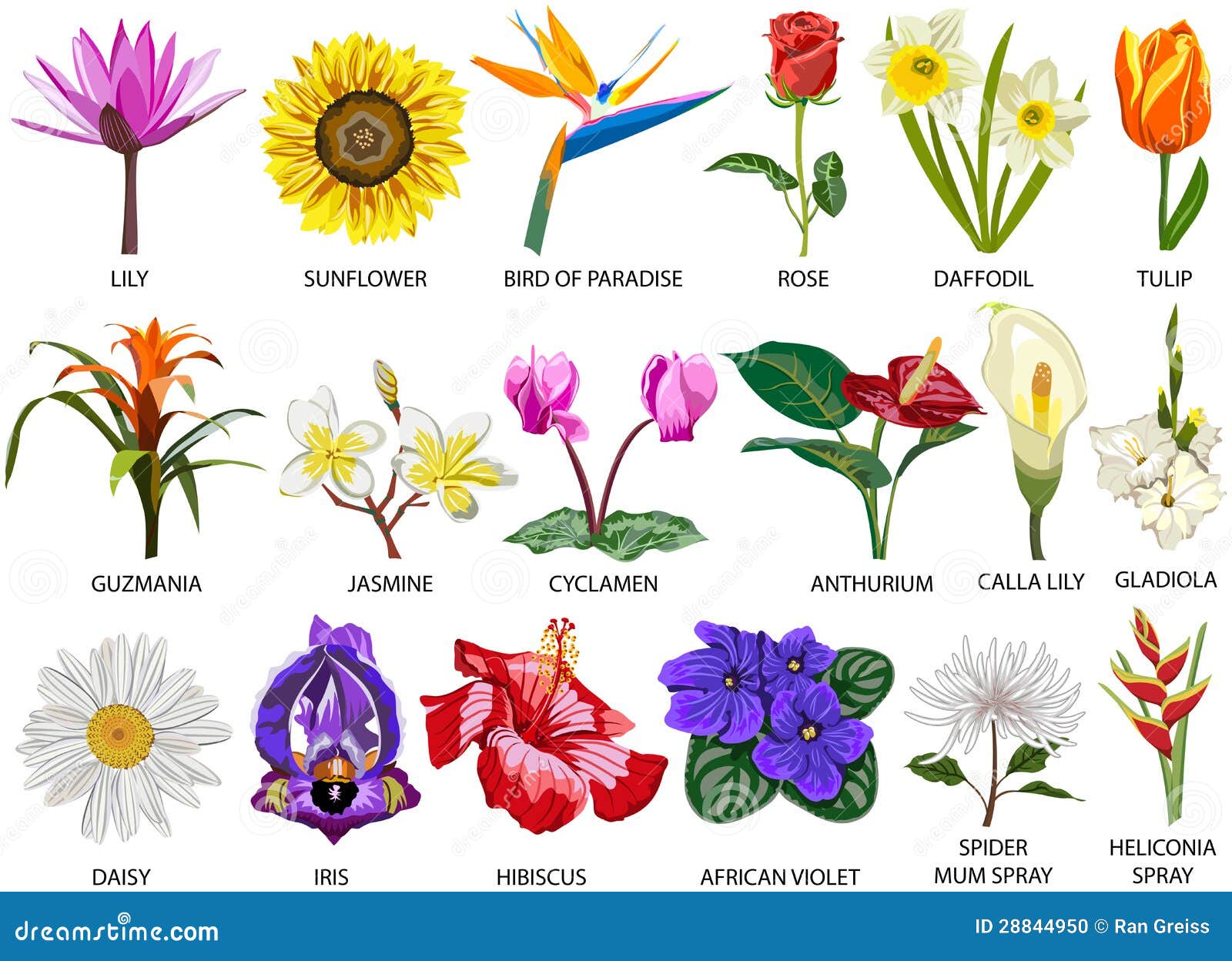 flores para jardim
