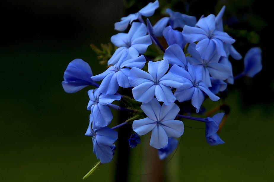 flores azuis naturais