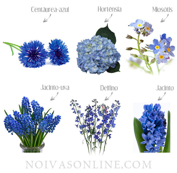 raridade flores azuis