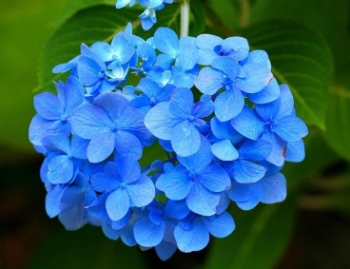 cultivo flores azuis
