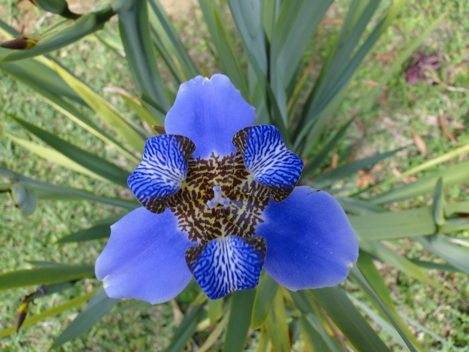 flores azuis para vaso