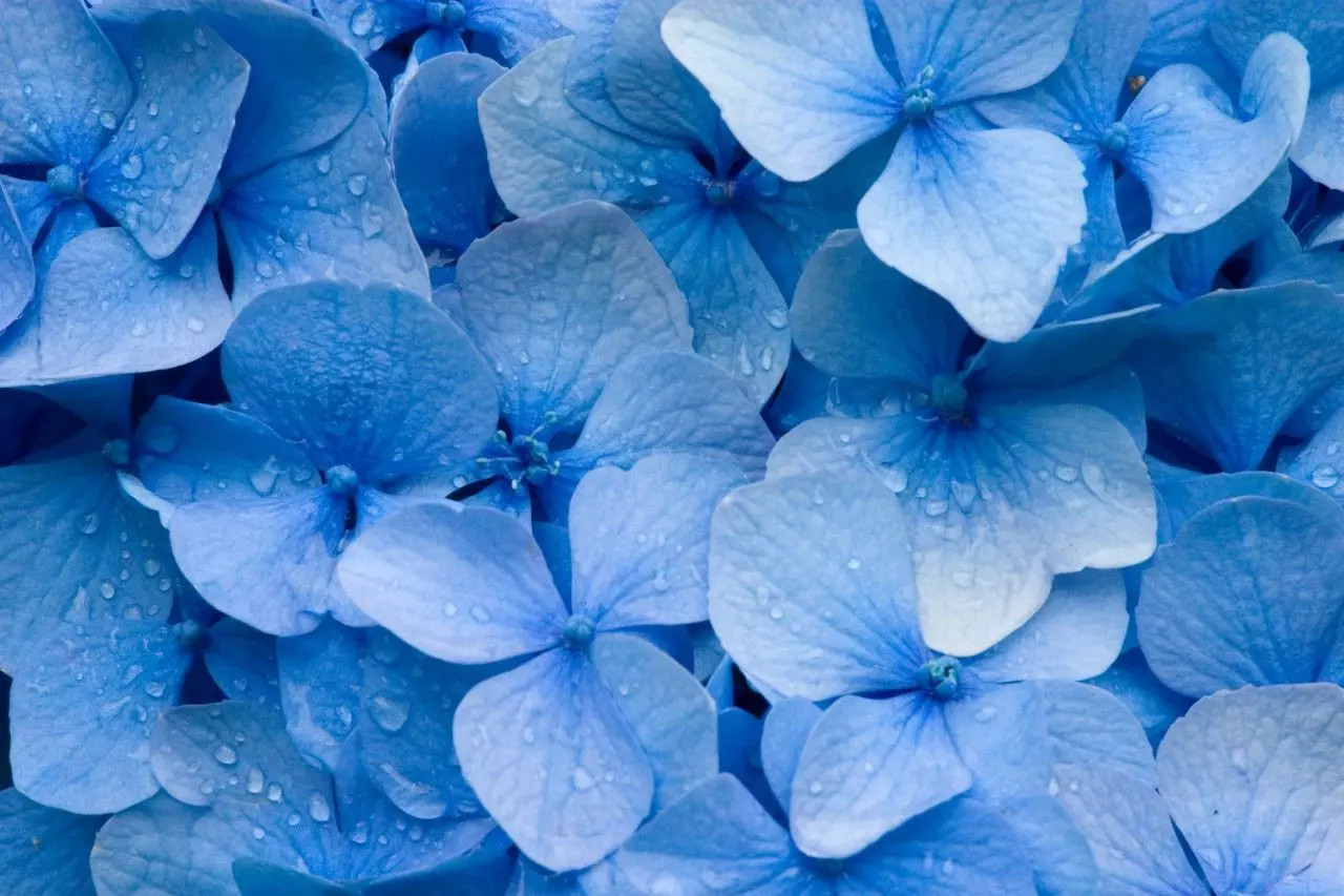 flores azuis em vasos