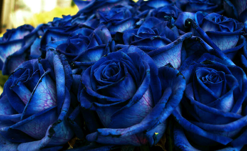 flores azuis em jardins