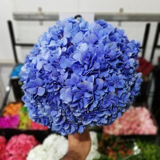 flores azuis raras
