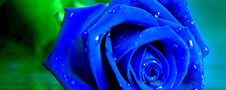 flores azuis naturais ou artificiais