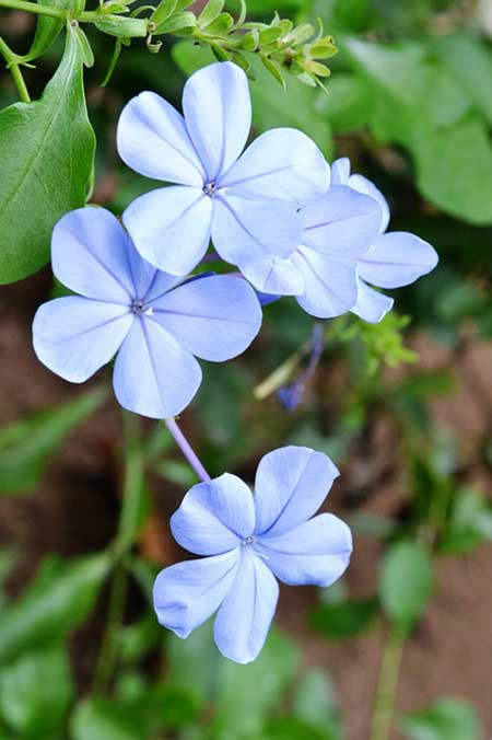 flores azuis naturais